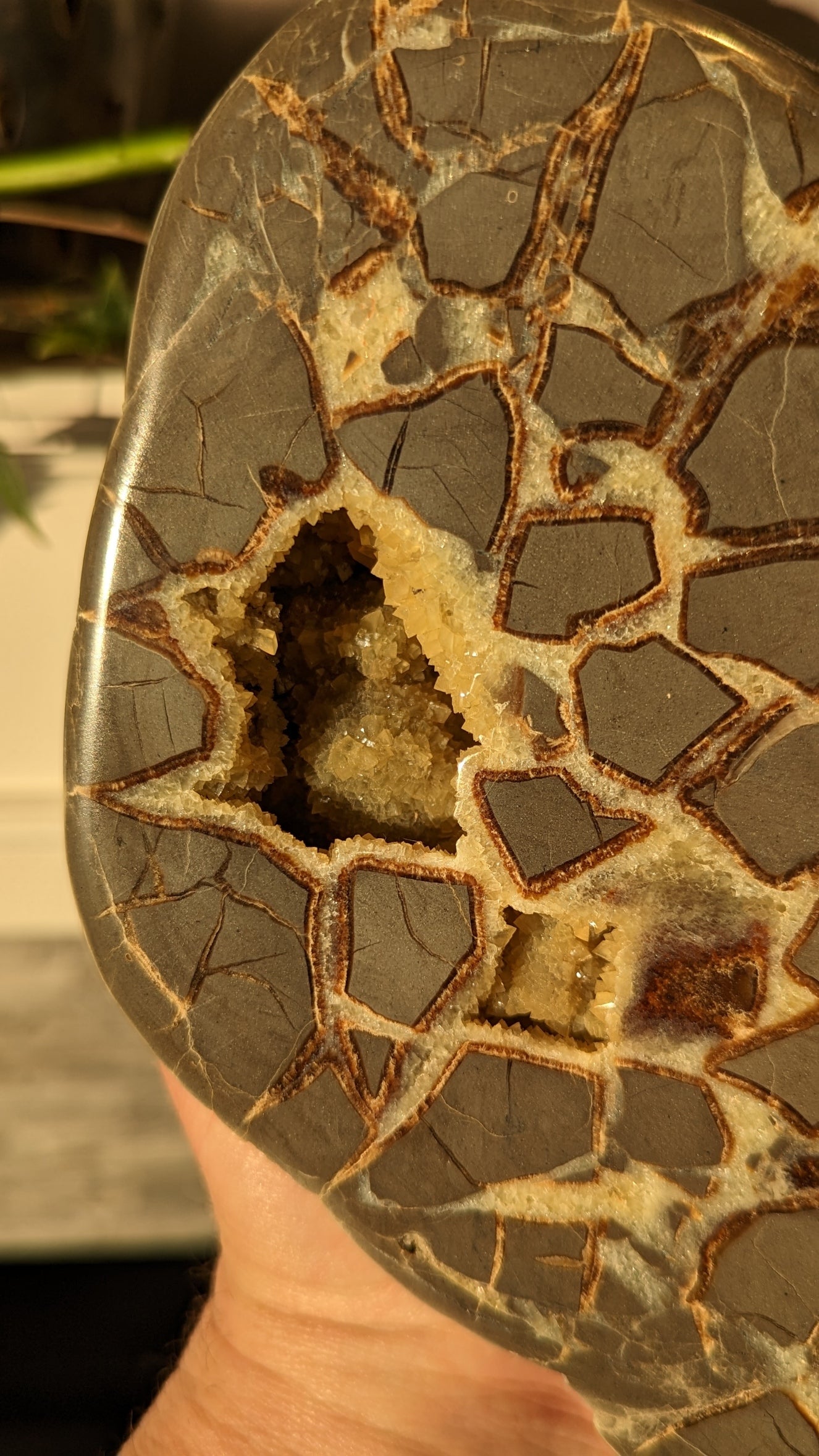 Septarian Rough Freeform