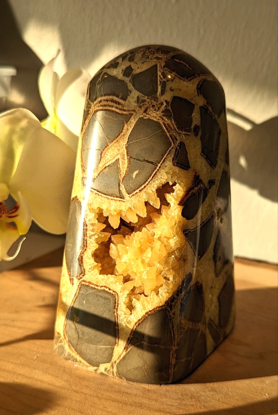 Septarian Freeform