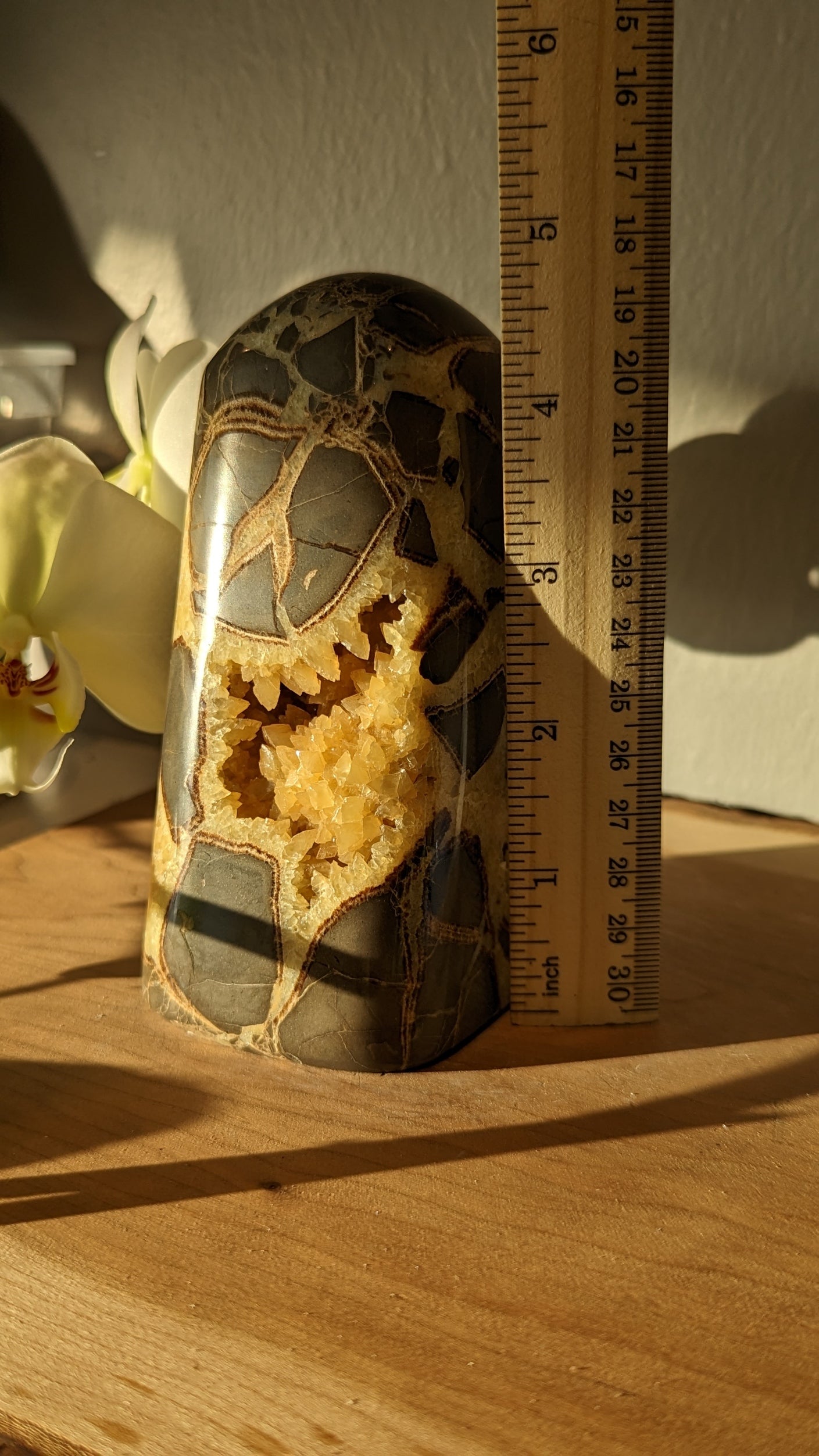 Septarian Freeform