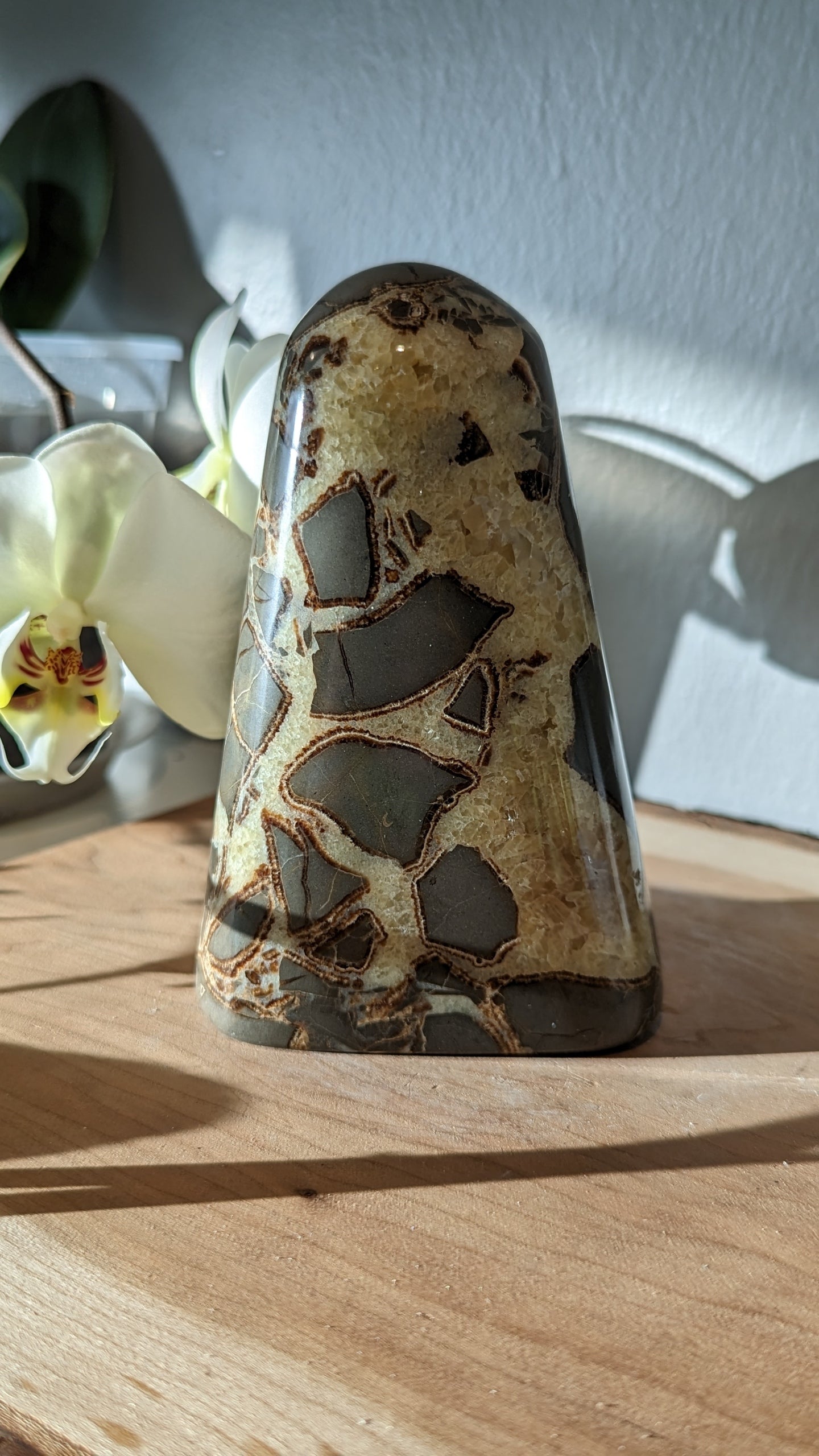Septarian Freeform
