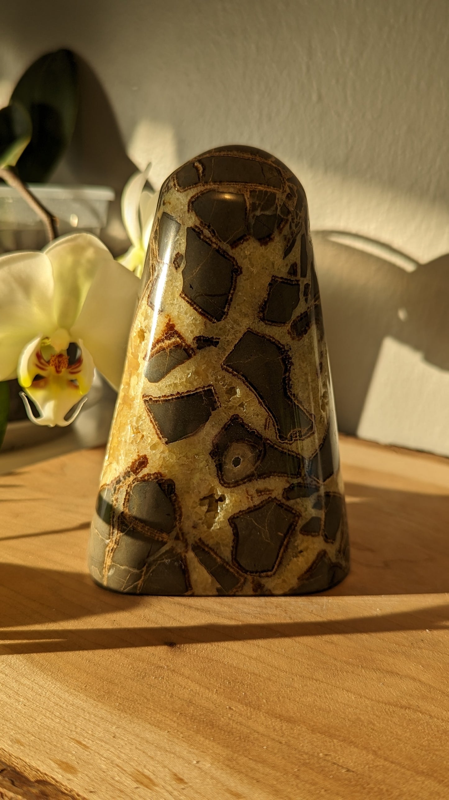 Septarian Freeform