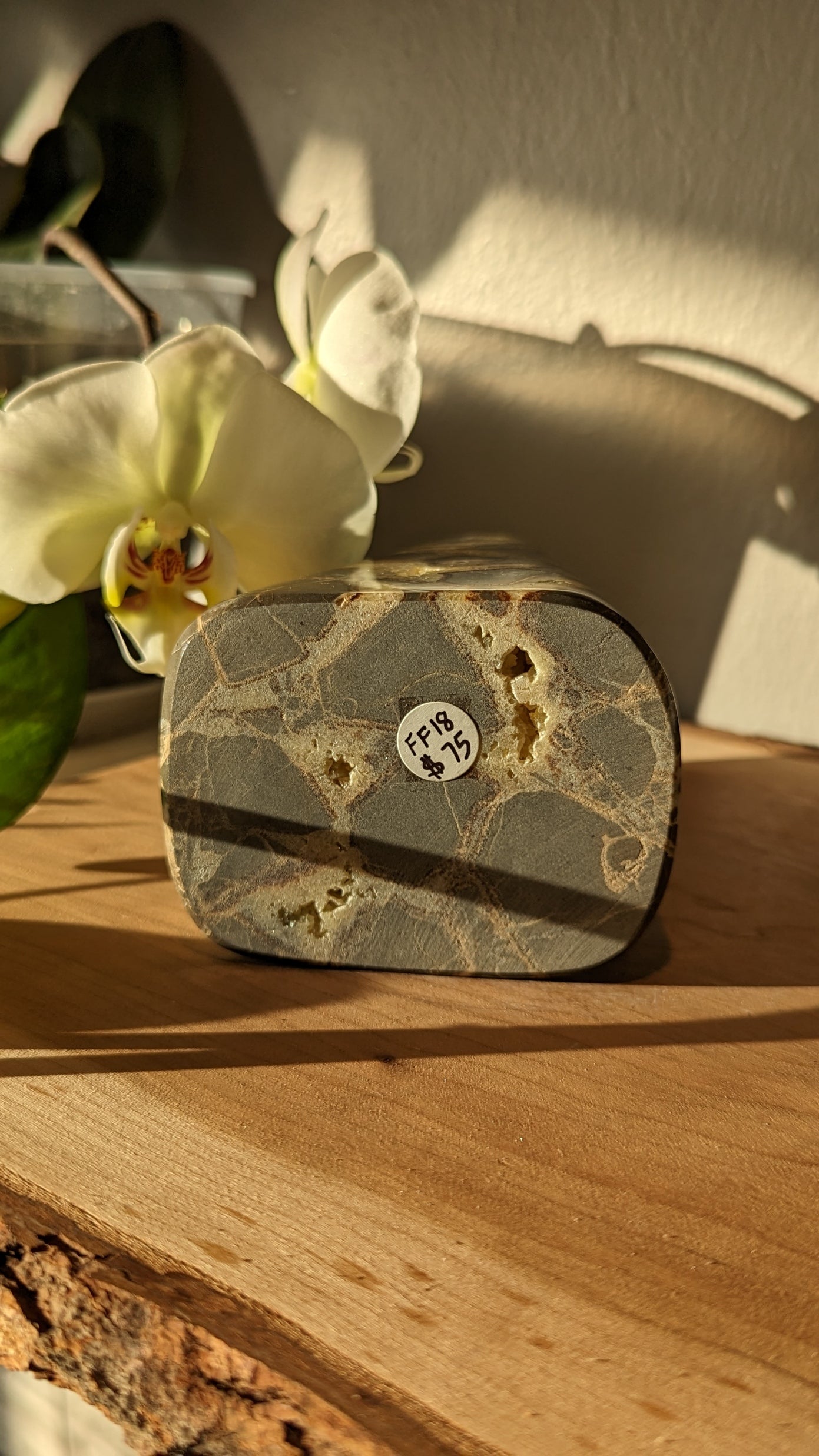 Septarian Freeform