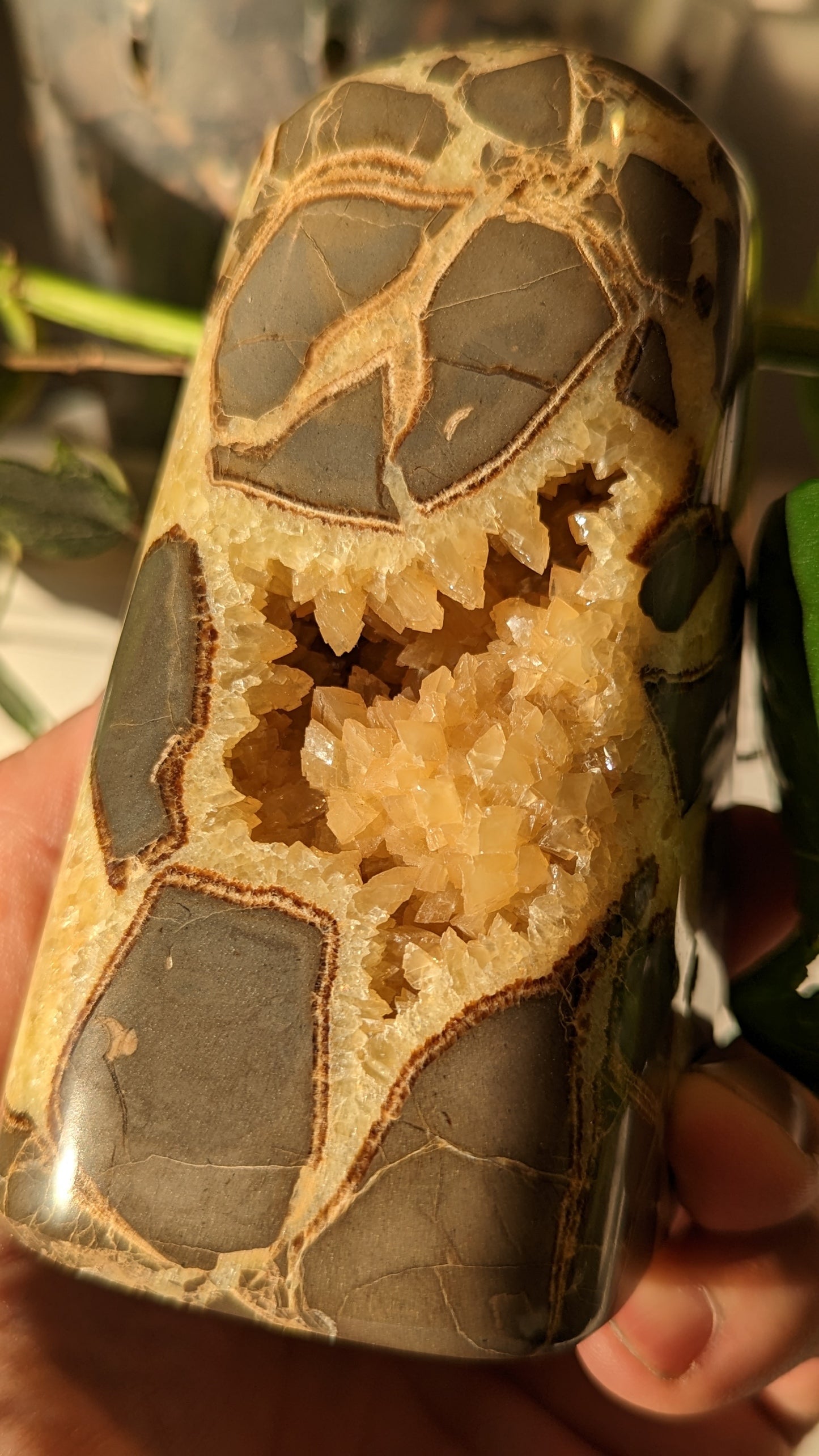 Septarian Freeform