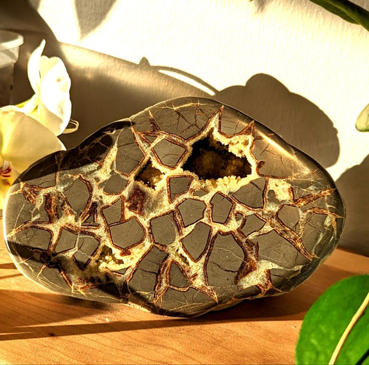 Septarian Rough Freeform