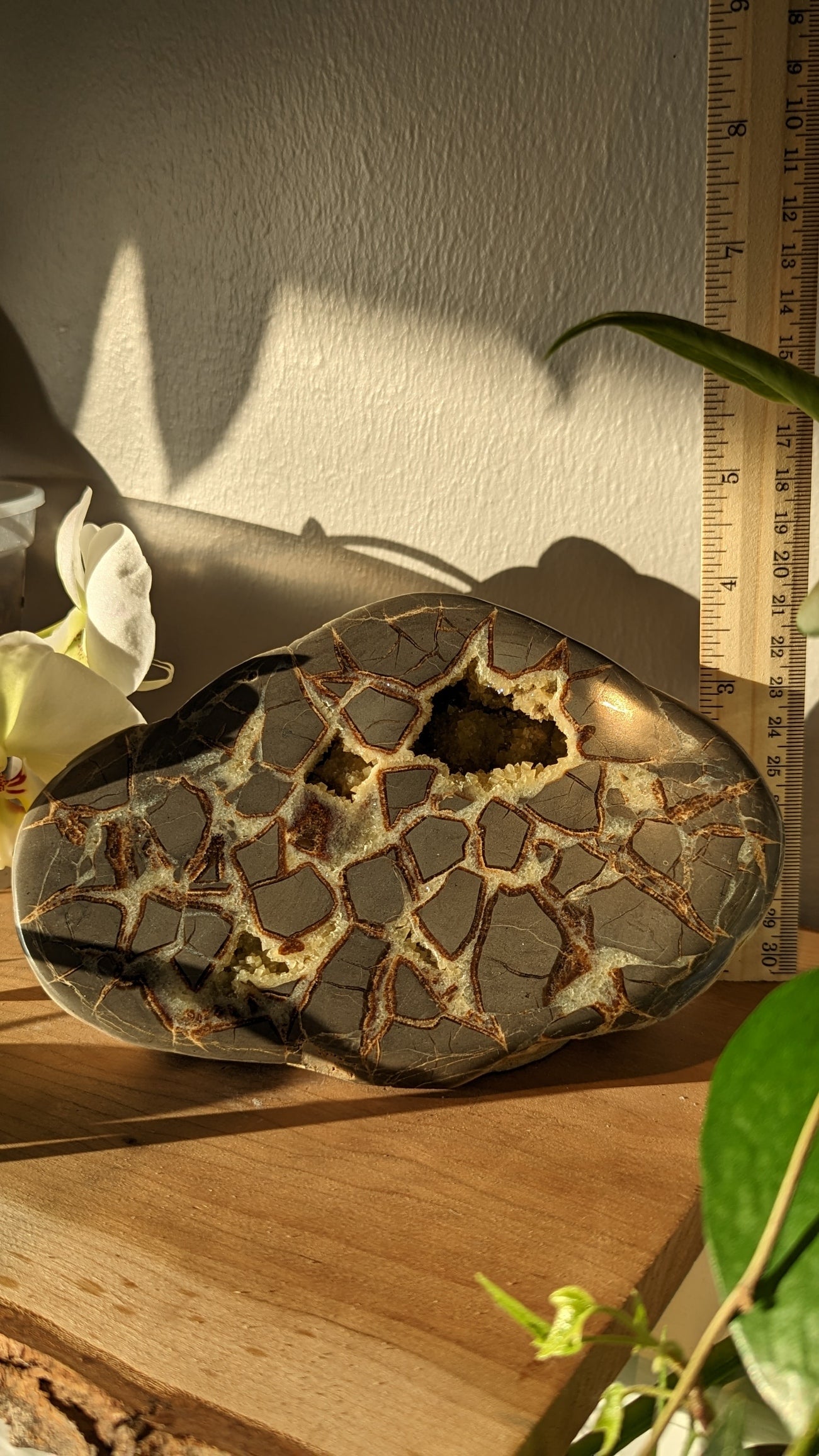 Septarian Rough Freeform