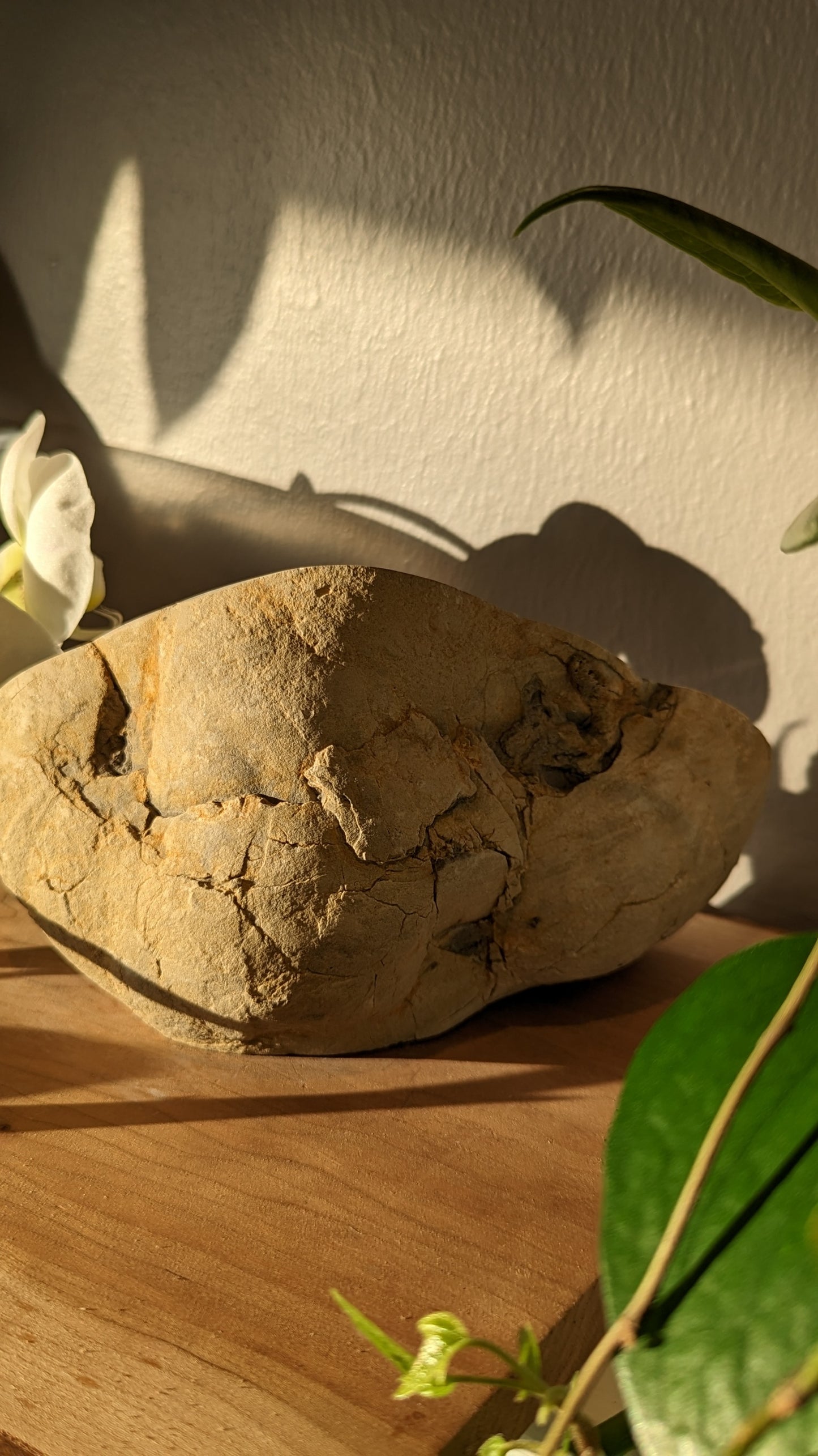 Septarian Rough Freeform